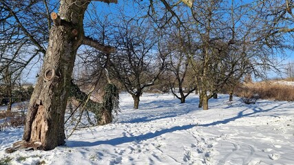 Orchard in winter