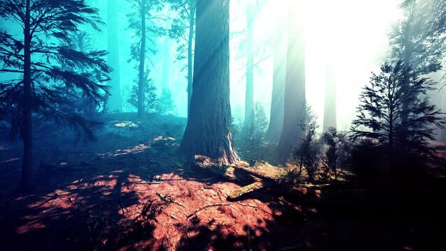 Huge redwoods located at the Sequoia National Park