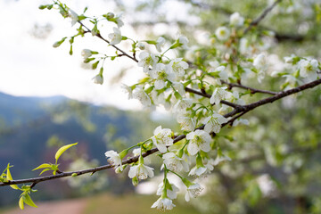 blossoming tree in spring