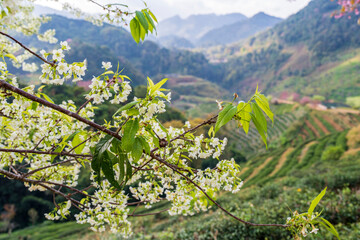 Beautiful white wild Himalayan cherry blooming against mountain scape background.