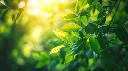Nature of green leaf in garden at summer under sunlight. Natural green leaves plants using as spring background environment ecology or greenery wallpaper 