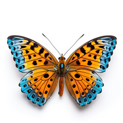 A striking orange and blue butterfly with open wings against a pure white backdrop