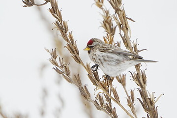 枝にとまるベニヒワ