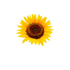 sunflowers isolated on a white background. cute yellow flowers.