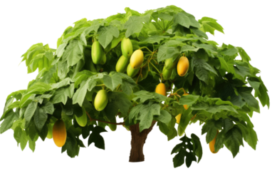 Experience the Beauty of Nature with a Papaya Tree Laden with Luscious Papayas on a White or Clear Surface PNG Transparent Background.