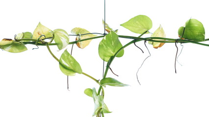 Isolated Manjula pothos plant, Epipremnum aureum leaves, Heart shaped leaves isolated on white background, Devil's ivy philodendron - obrazy, fototapety, plakaty