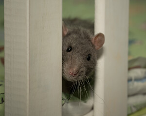 a domestic rat sits on a wooden shelf.
