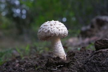 Close up of mushroom Amanita strobiliformis, commonly referred to as warted amanita. It is met in La Gomera, Canary Islands, Spain