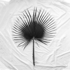 Graphic resources, nature and environment concept. Spiky palm tree leaf on folded white textile background with copy space. Black and white image