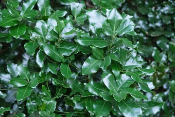 Fototapeta premium Close-up of bay leaves growing on a tree. Garajonay National Park with with the world's largest, ancient laurel forest, on UNESCO list in La Gomera, Canary Islands, Spain