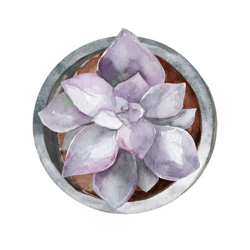 Watercolor succulent isolated on white background. Illustration of an indoor flower, top view. Stone rose for design and cards