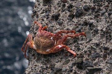 Red dead crab on the concrete breakwater