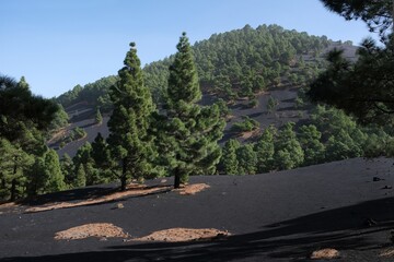 Amazing volcanic scenery with pine forest on yellow tourist trail around volcan Montana Quemada...