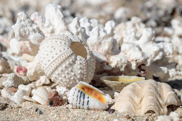The rest of a sea urchin and other skeletons of marine life washed ashore. Focus on the sea urchin.