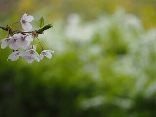 春　桜の花　葉桜