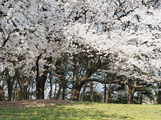 満開の桜　ソメイヨシノ
