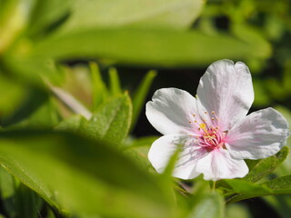 春　桜の花