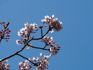 春　桜の花　ソメイヨシノ