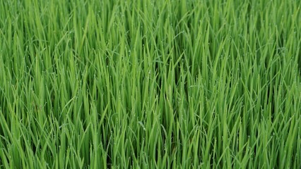 green grass background
