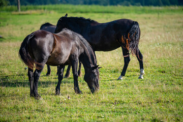 Fototapeta premium Horses grazing while flies try to interfere