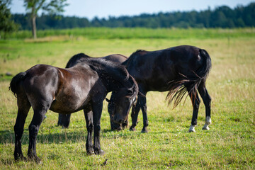 Horses grazing while flies try to interfere