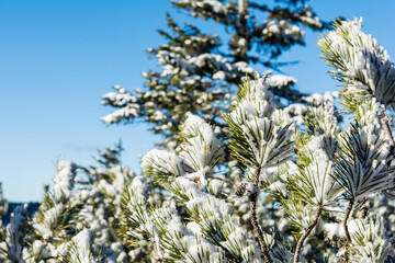 Green needles of a bush (Pinus mugo subsp. mugo) covered with frozen snow. Winter wind and frost activity. - 714707574