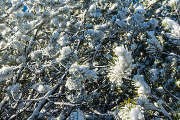 Frozen snow sticking to the branches of the bush Pinus mugo subsp. mugo in the natural environment. - 714708726
