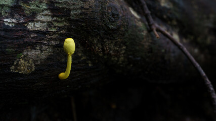 Yellow mushroom in dark wood background  - 714710778