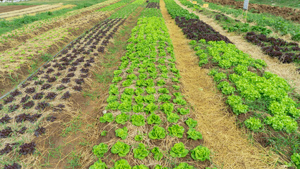 Fototapeta na wymiar Photographs of the location, fields, gardens, long rows of vegetable plots with various types of vegetables. Cabbage, salad, seedlings, and plants that have just had their seeds buried are separated 