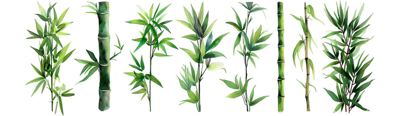 Watercolor of illustrated bamboo stalks and leaves, detailed and harmonious, pop against a isolated on transparent or white background - obrazy, fototapety, plakaty