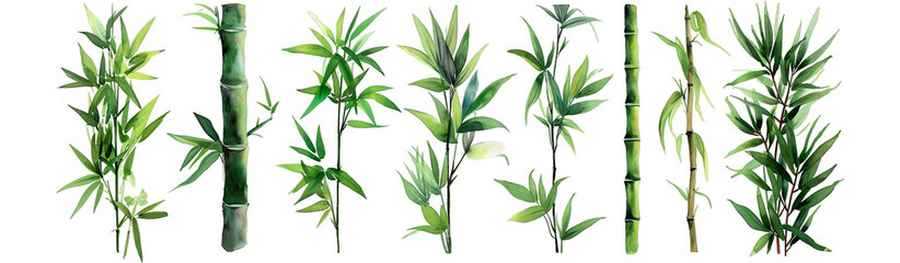 Obraz premium Watercolor of illustrated bamboo stalks and leaves, detailed and harmonious, pop against a isolated on transparent or white background