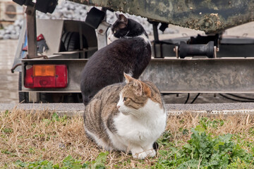 Adorable stray street cats closeup