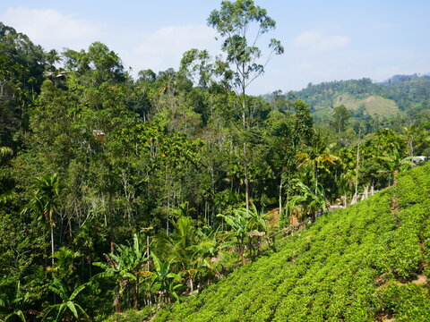 Paysages de Ella, Sri Lanka