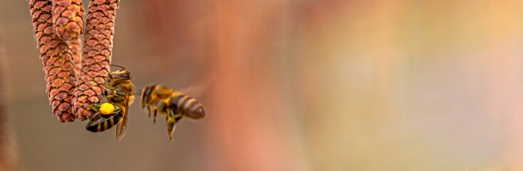 Honey bee collecting pollen from Common hazel, genus Corylus. Hazelnut earrings on a tree in early...