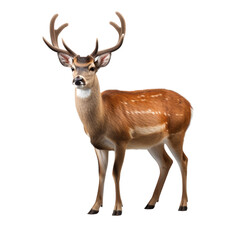 Obraz na płótnie Canvas Deer clip art