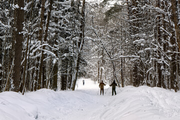 Back view of elderly skiers with ski poles in his hands in winter snowy forest.