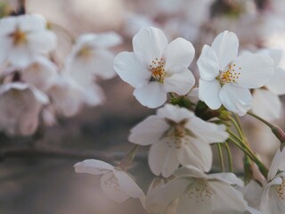 日本の春　桜　ソメイヨシノ