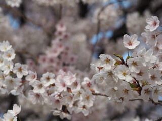 日本の春　桜　ソメイヨシノ