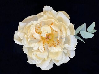 Beautiful peony flower white and yellow petals.