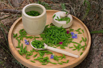 young juniper shoots collected in a wicker basket. Preparation of medicinal decoctions