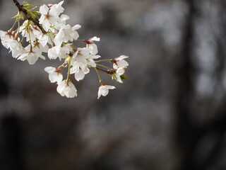 日本の春　桜　ソメイヨシノ