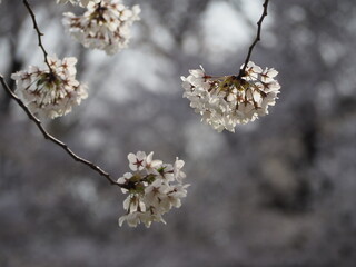 日本の春　桜　ソメイヨシノ