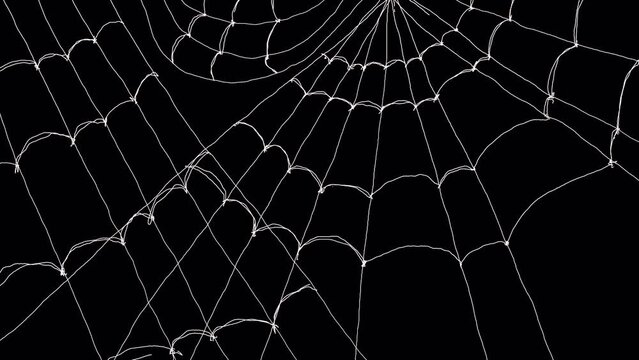 Animation of the appearance of a white web on a black screen. Video transition with spider web in 4K with alpha channel. Halloween effect for overlay.