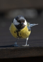 Obraz premium Great Tit (Parus major) in springtime, at Oland s southern cape, Sweden.