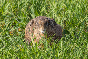 Hare (Lepus) on open ground in Oland Island, Sweden.