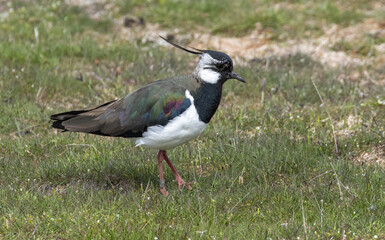 Lapwing (Vanellus vanellus) in southern Oland, Sweden.