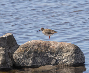 Common Redshank (Tringa totanus) at the Baltic sea on southern Oland, Sweden.