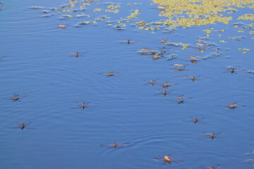 Water striders on the water surface close-up. Insects in the wild
