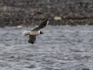 Black-headed Gull (Chroicocephalus ridibundus) flying over the Baltic sea, on southern Oland, Sweden.