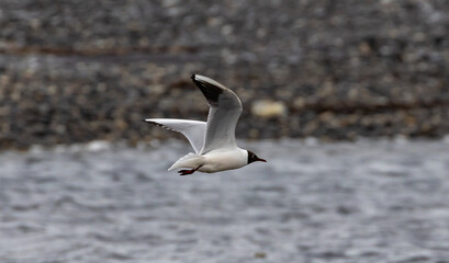 Black-headed Gull (Chroicocephalus ridibundus) flying at Oland s southern cape, Sweden.